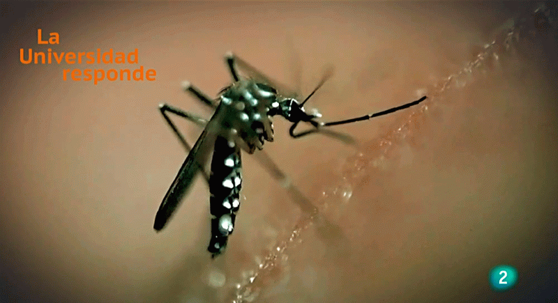 La aventura del saber cambio climatico a transmision de enfermedades Extremadura Universidad Responde #AventuraSaberUResponde