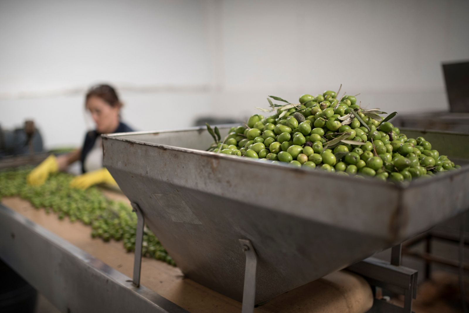 Aquí la Tierra - La mezcla de las mejores aceitunas... para un aceite único