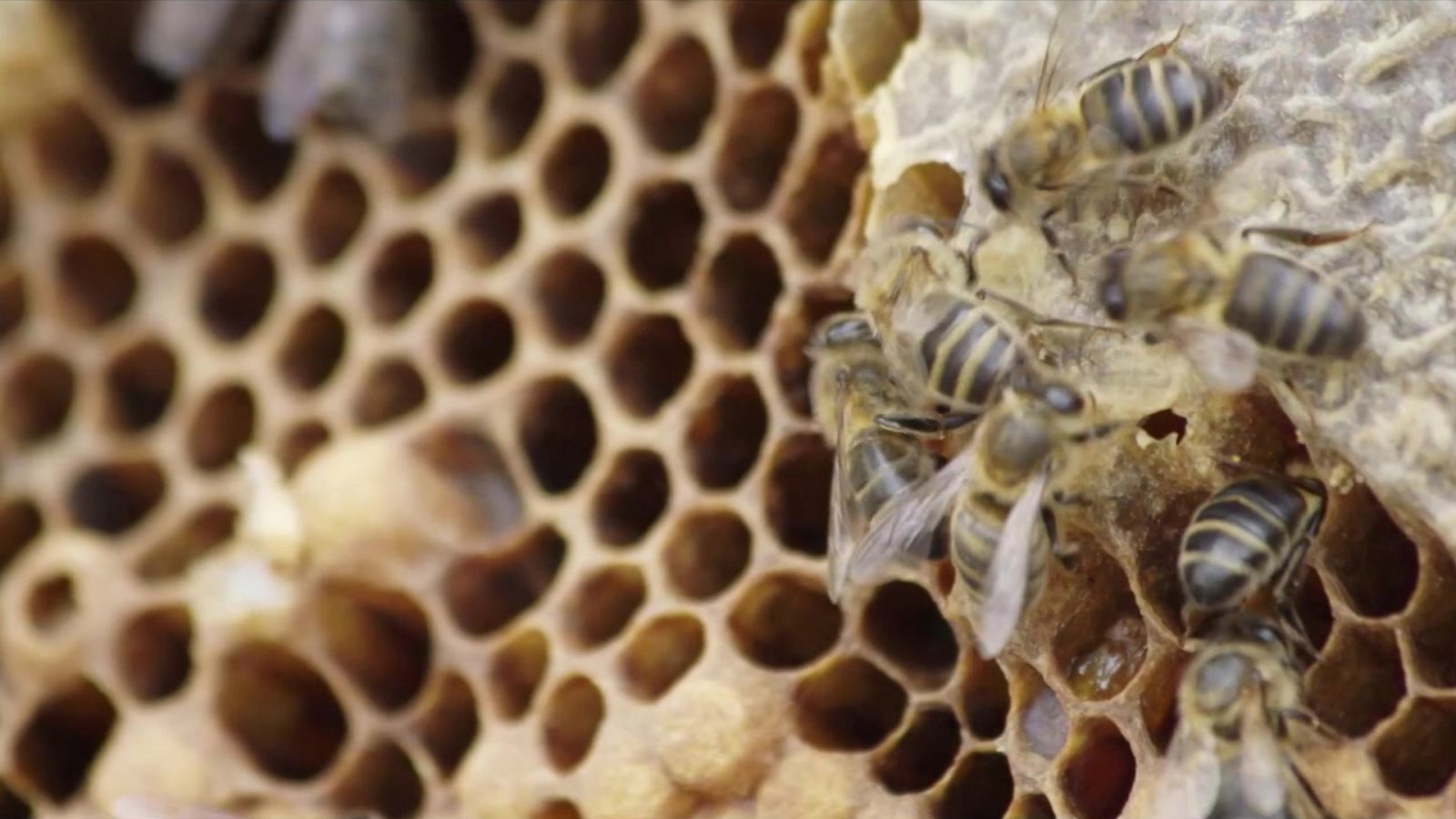 Red Natura 2000 - Programa 14 - ver ahora