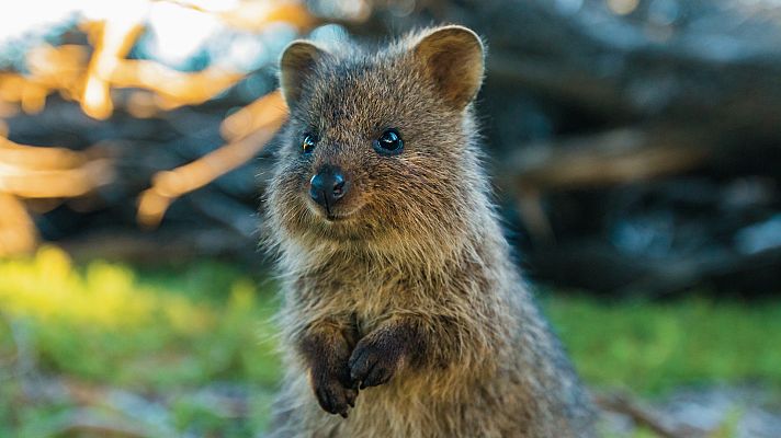 La isla Rottnest el reino de los quokka - Episodio 1