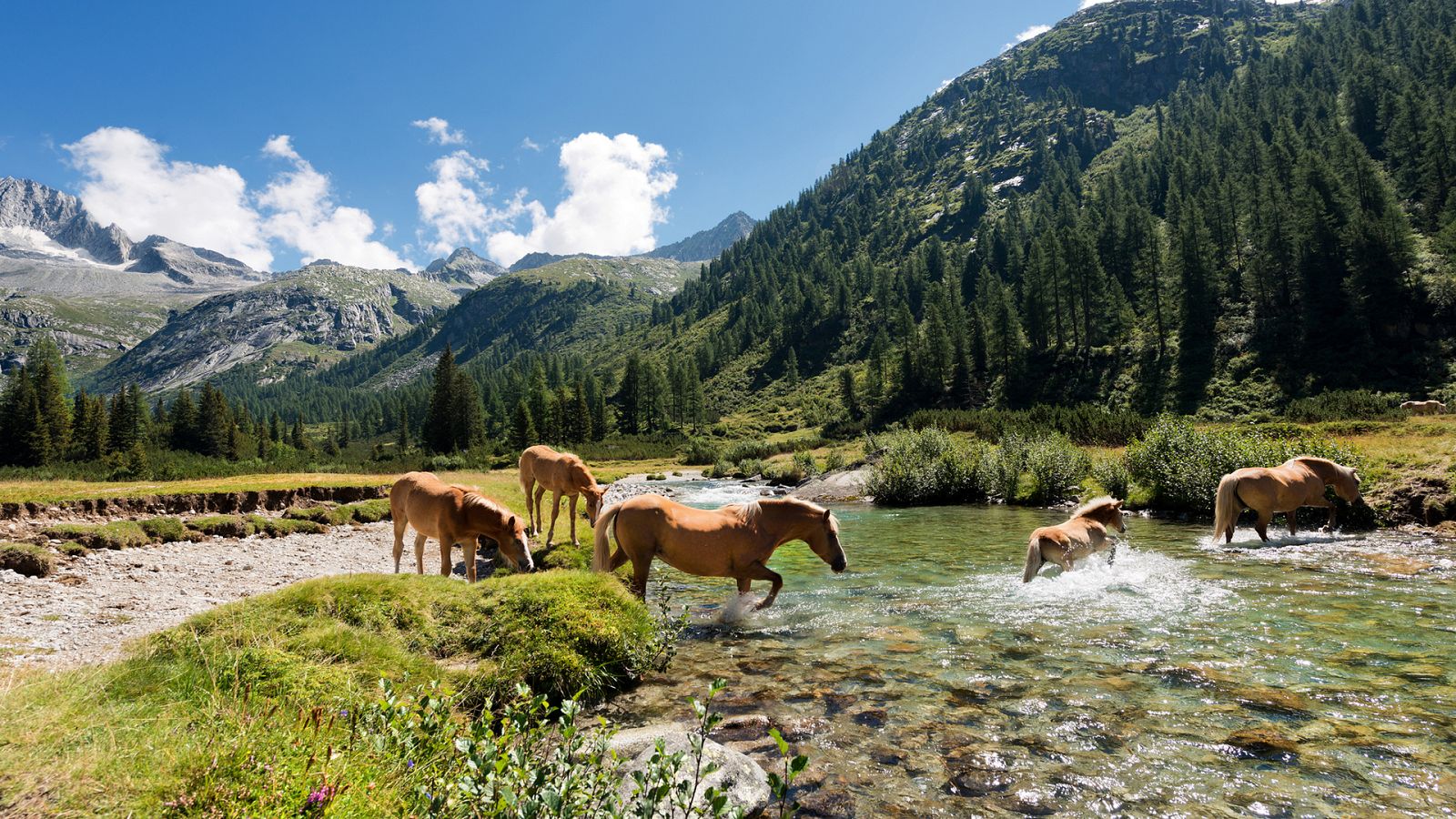 Las historias del bosque mediterráneo - El acorazado del bosque - ver ahora