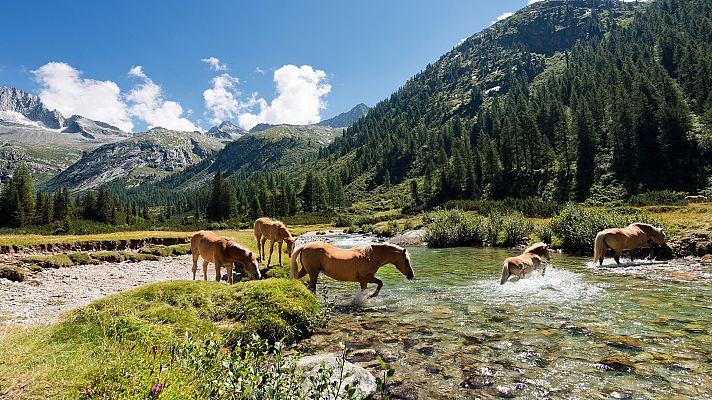 Las historias del bosque mediterráneo - El acorazado del bosque