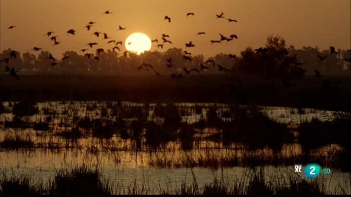 Especials en català - Les històries del bosc mediterrani: El cuirassat del bosc