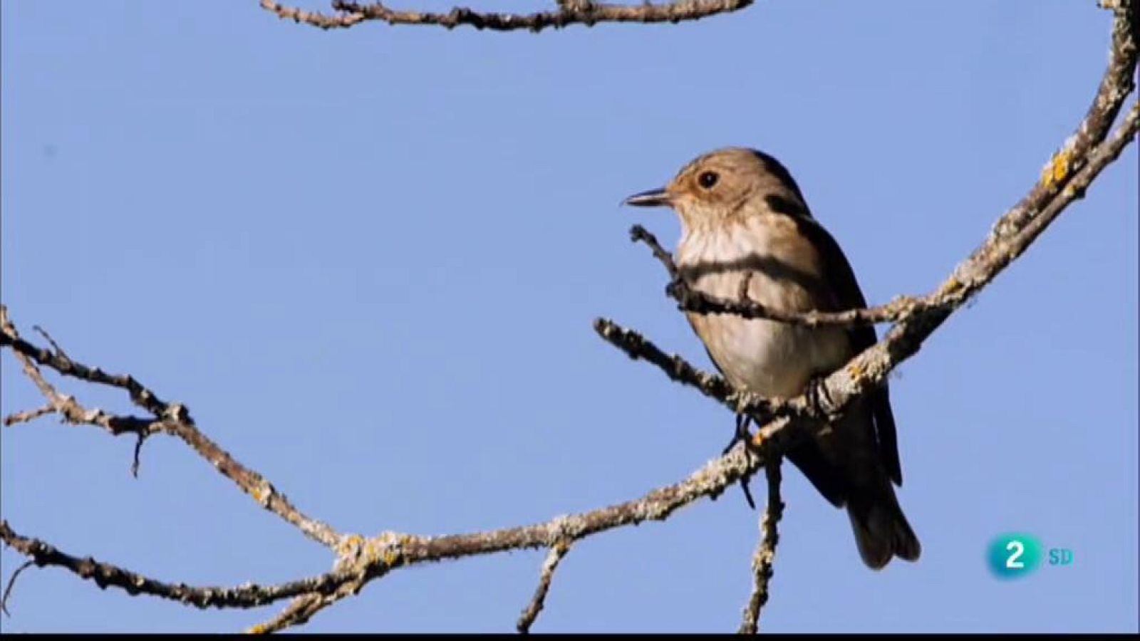 Grans documentals - Les històries del bosc mediterrani: Històries de primavera - Veure Ara