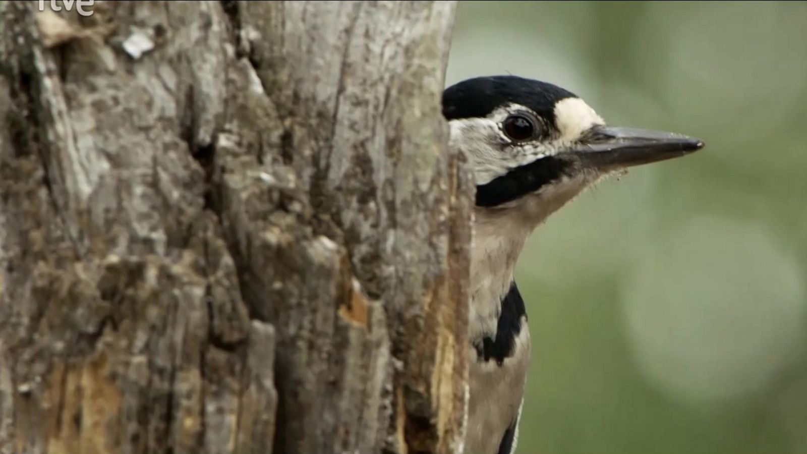 Red Natura 2000 - Programa 16 - ver ahora