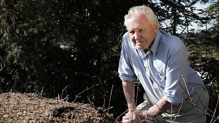 Grandes documentales - Attenborough y la montaña de las hormigas