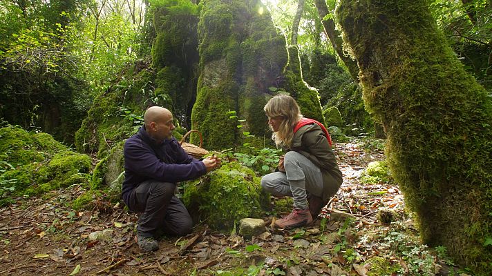 El señor de los bosques - Dos Grobos