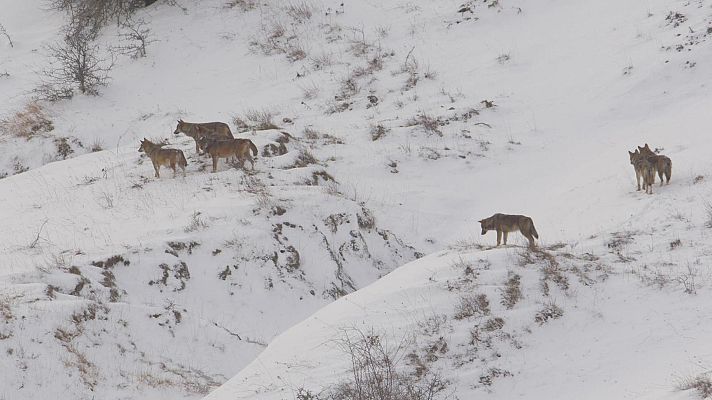 Italia salvaje. Los grandes depredadores - El regreso de la manada de lobos