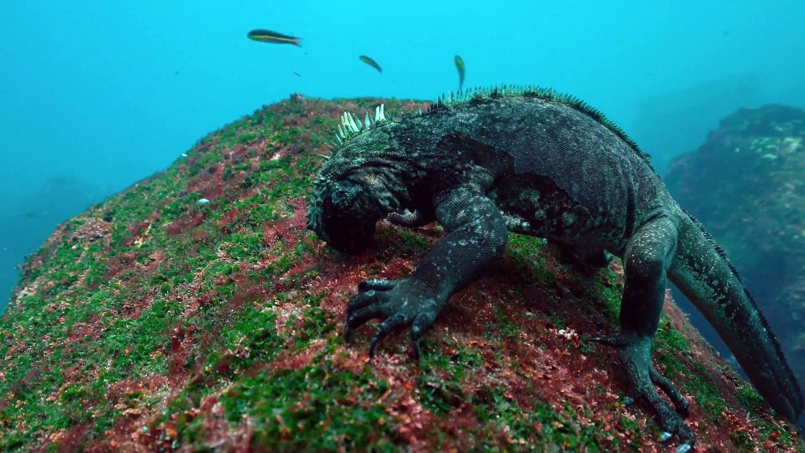 Las salvajes islas Galápagos - Presas del océano - ver ahora