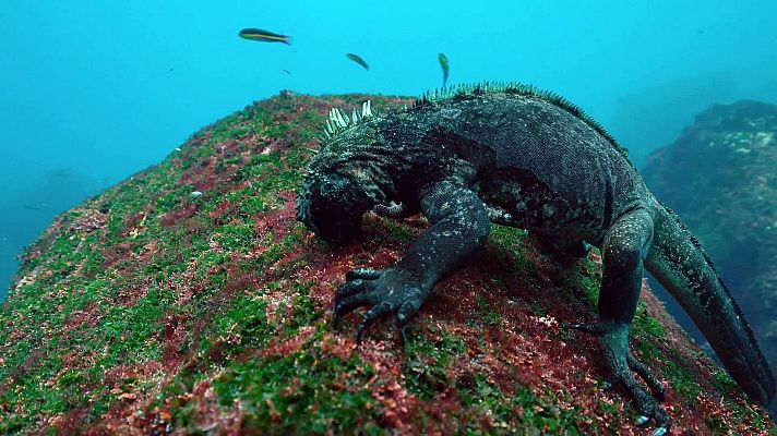 Las salvajes islas Galápagos - Presas del océano