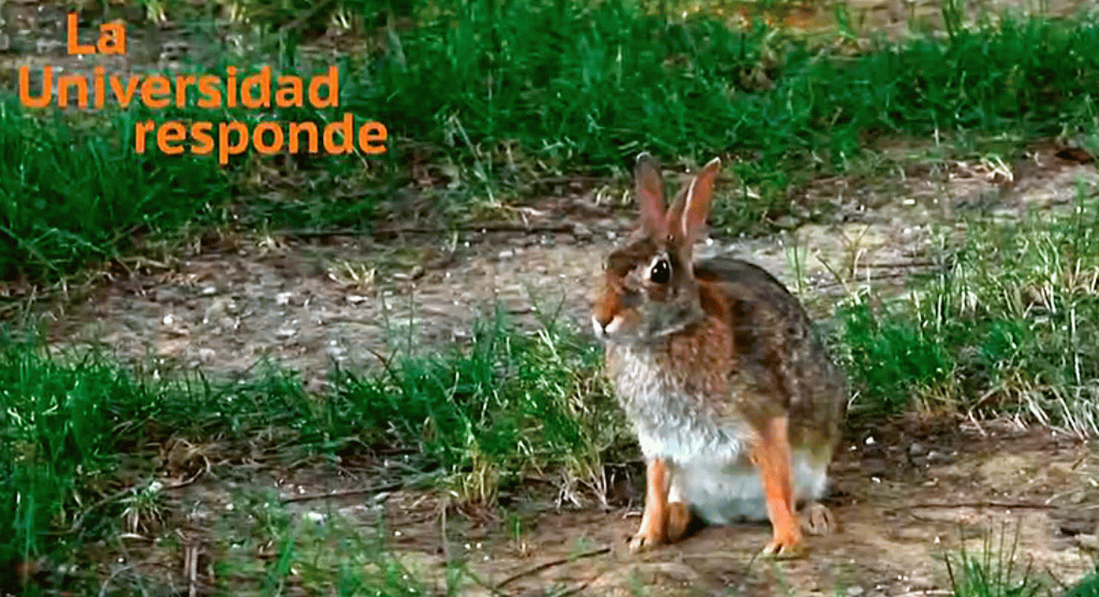La aventura del saber puede prever desarrollo de plagas de conejos Córdoba Universidad Responde #AventuraSaberUResponde