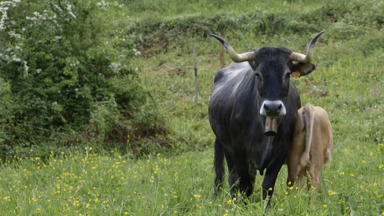 Red Natura 2000 - Programa 17 - ver ahora