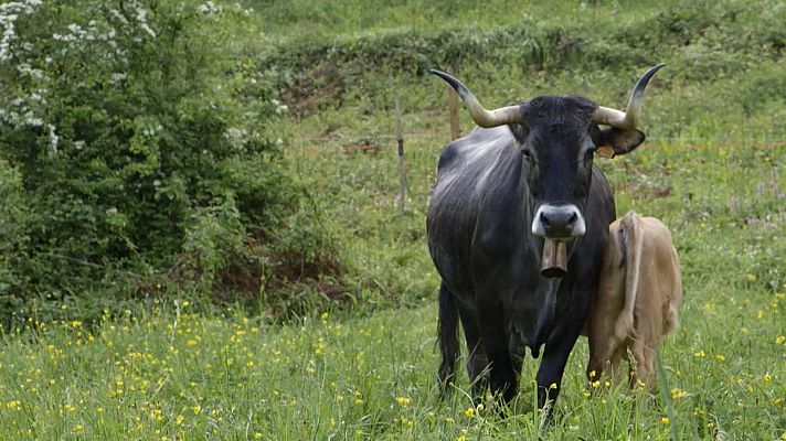 Red Natura 2000 - Programa 17