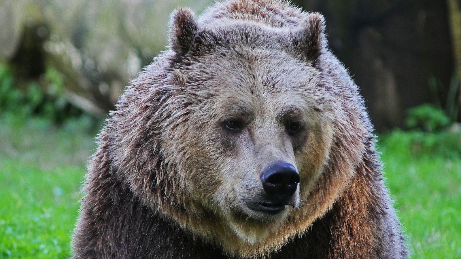 Italia salvaje. Los grandes depredadores - Episodio 2: Osos italianos - ver ahora