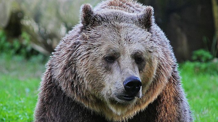 Italia salvaje. Los grandes depredadores - Osos italianos