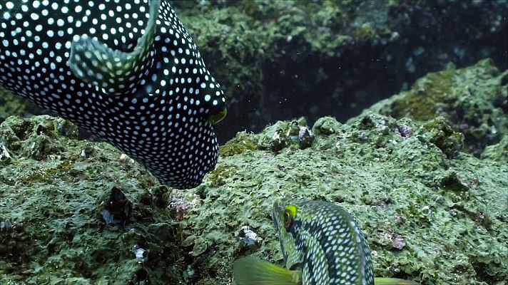 Las salvajes islas Galápagos - Atrapados en el paraíso