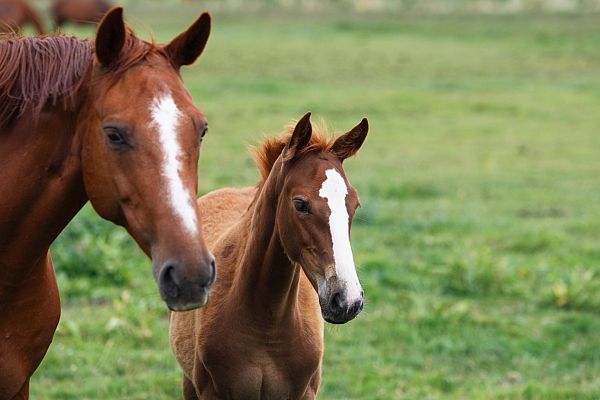 Aquí la Tierra - La feria del Caballo Pirenaico Catalán