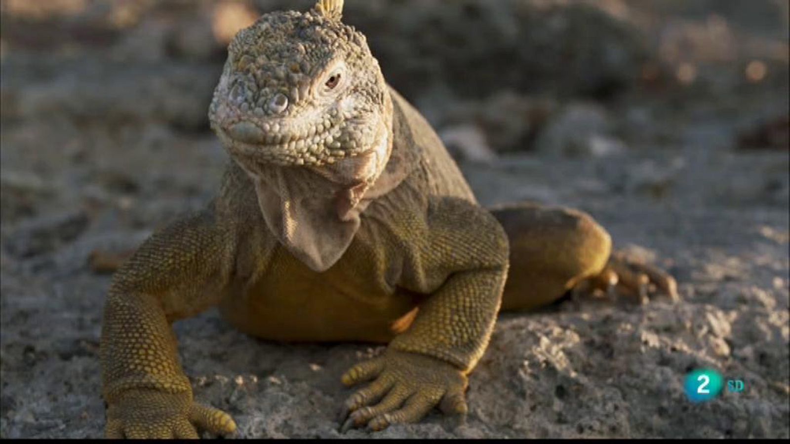 Grans Documentals - Les salvatges illes Galápagos - Atrapats al paradís