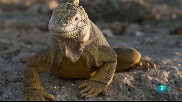 Especials en català - Les salvatges illes Galápagos - Atrapats al paradís