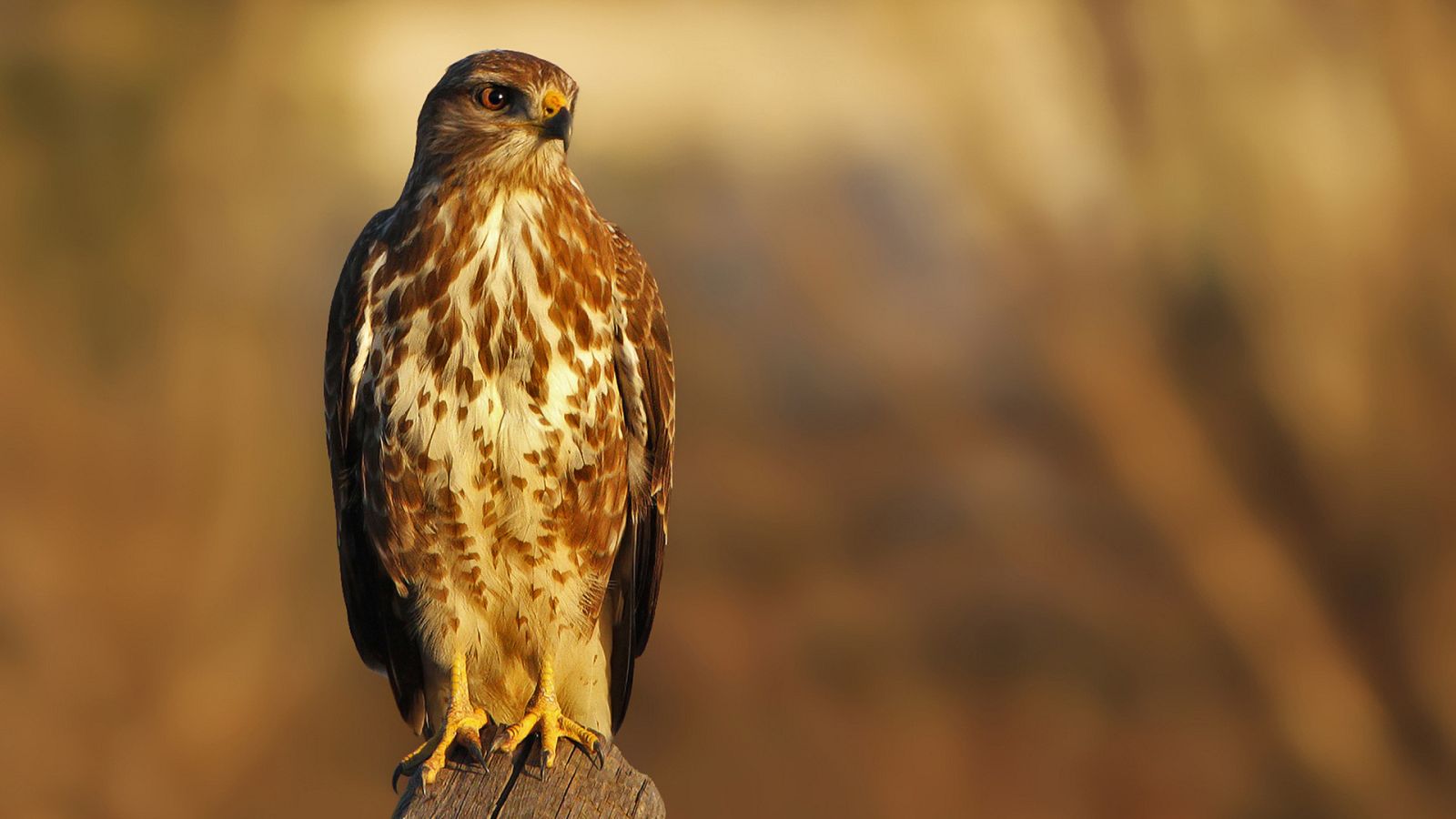 Italia salvaje. Los grandes depredadores - Episodio 3: Dos águilas - ver ahora