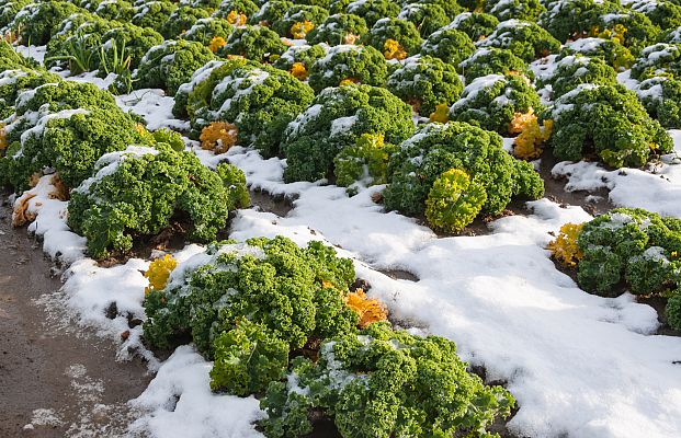 Aquí la Tierra - Aprendemos a cultivar bajo el hielo del invierno