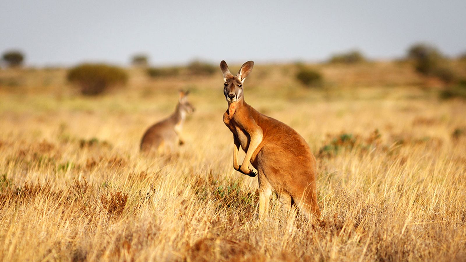 La fuerza de la vida - Episodio 2: Borneo - ver ahora