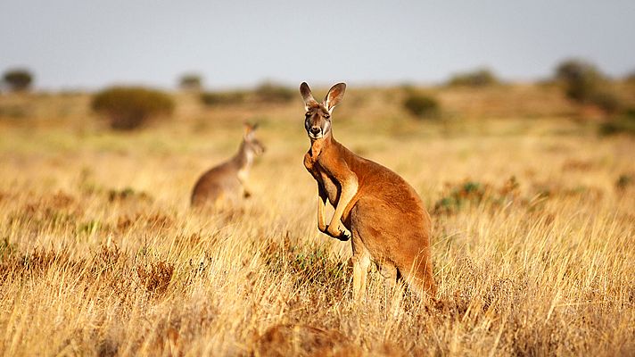 La fuerza de la vida - Borneo