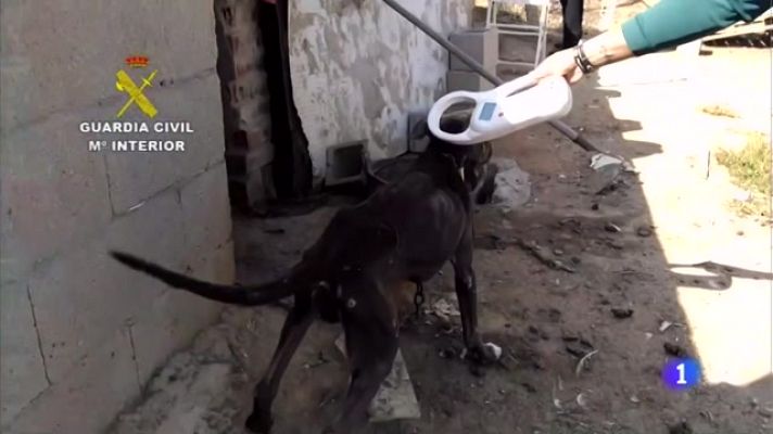 TeleCantabria - Nueva ley contra el maltrato animal