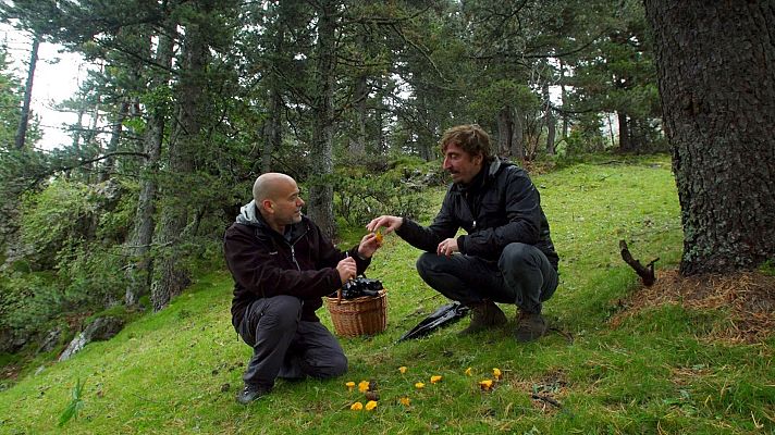 El señor de los bosques - Mirador dels Orris