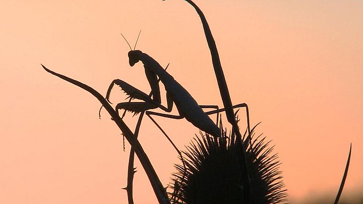 Italia salvaje. Los grandes depredadores - Mantis, la reina de río seco