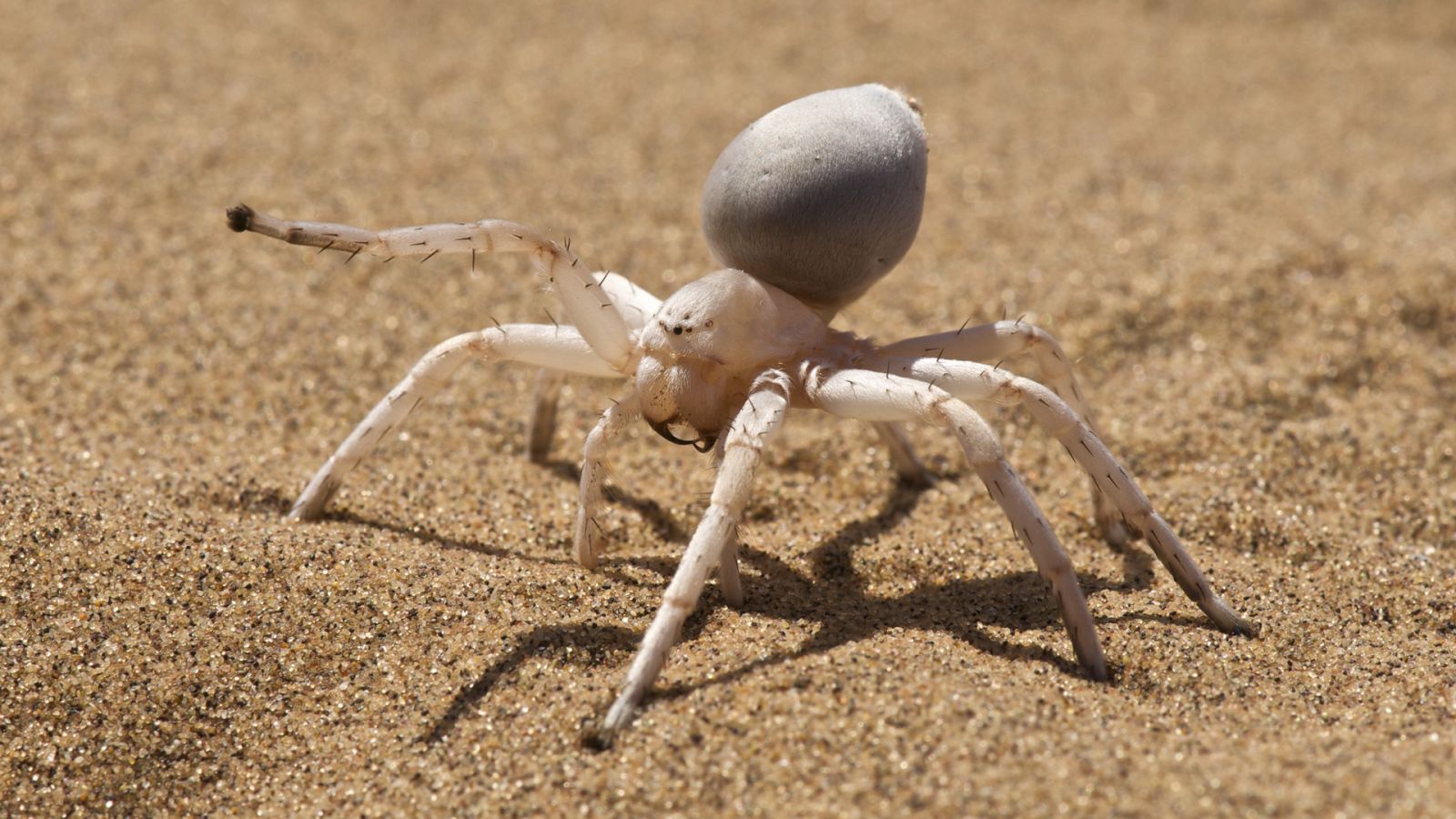 La carrera de la vida - Corre como el viento - ver ahora
