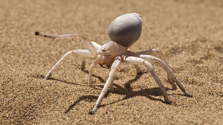 La carrera de la vida - Corre como el viento