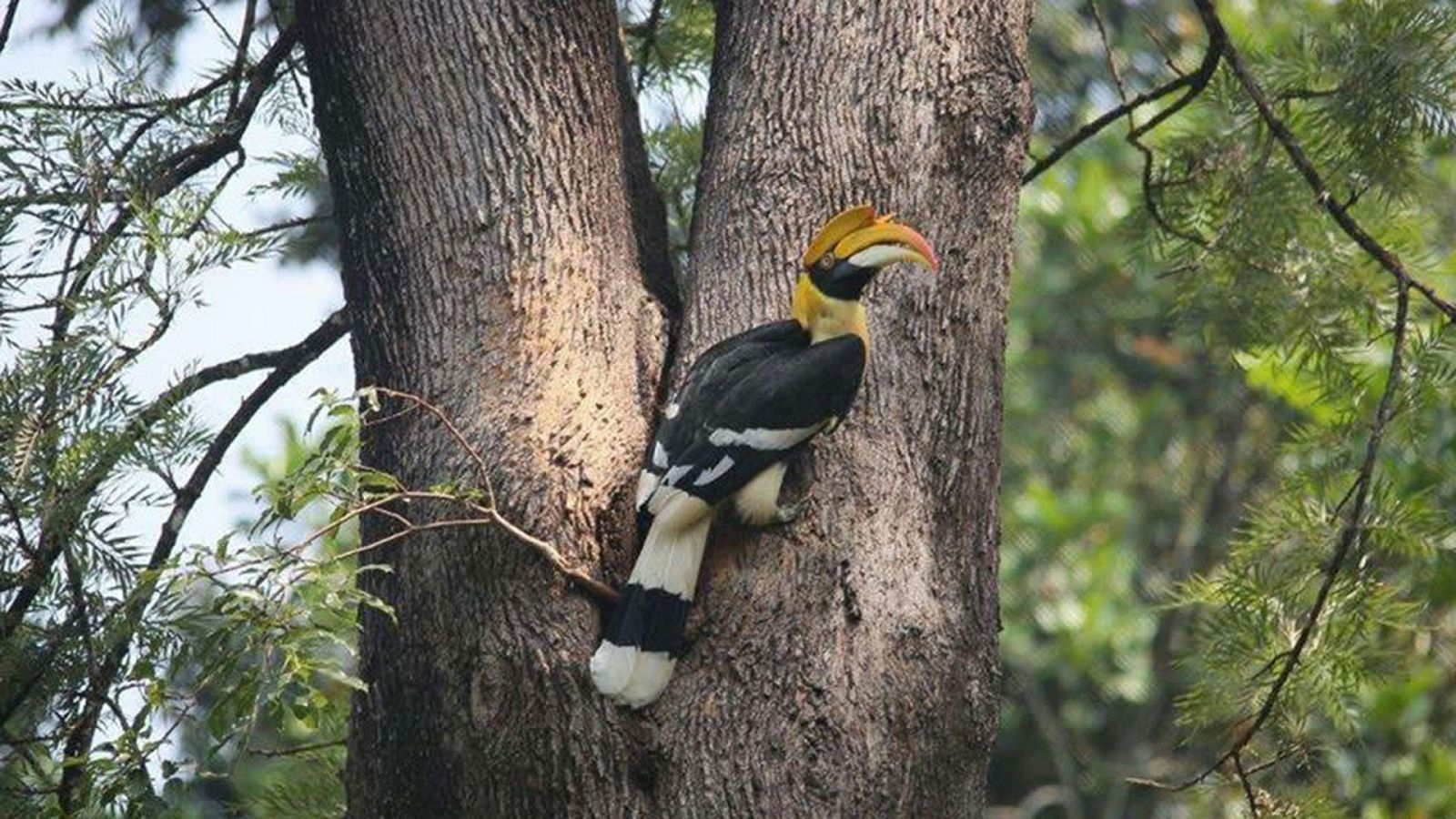 La fuerza de la vida - Episodio 3: Los Ghats occidentales. India - ver ahora