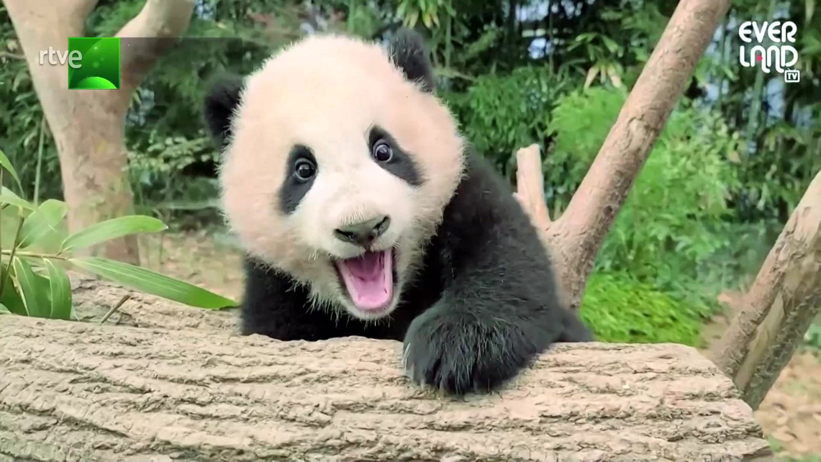 Aquí la Tierra - 25/01/21 - ver ahora