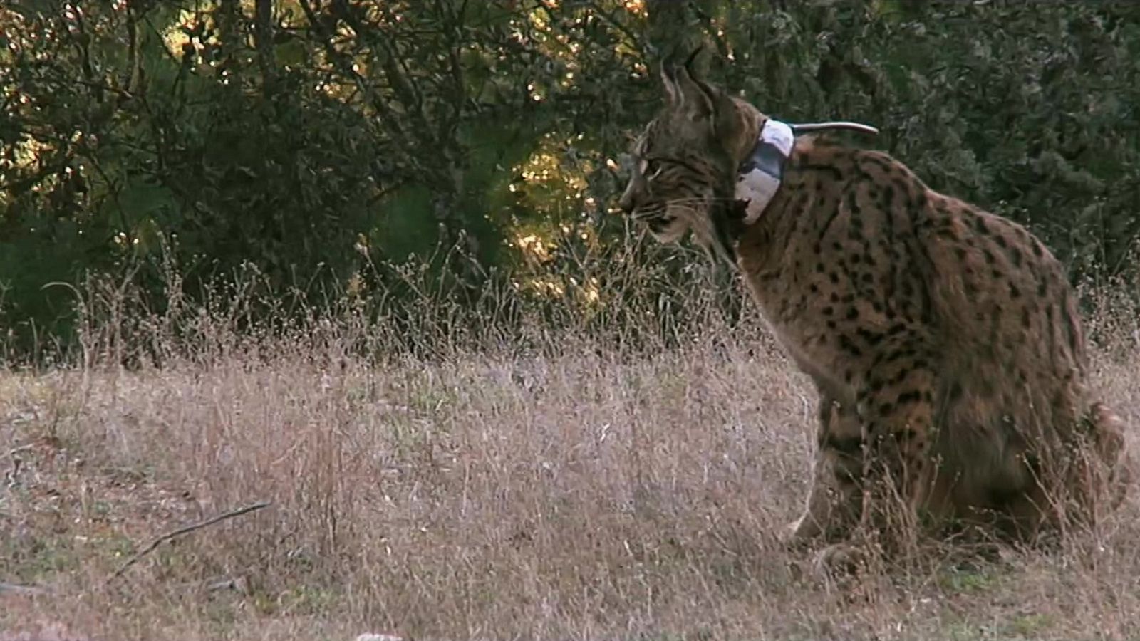 Red Natura 2000 - Programa 21 - ver ahora