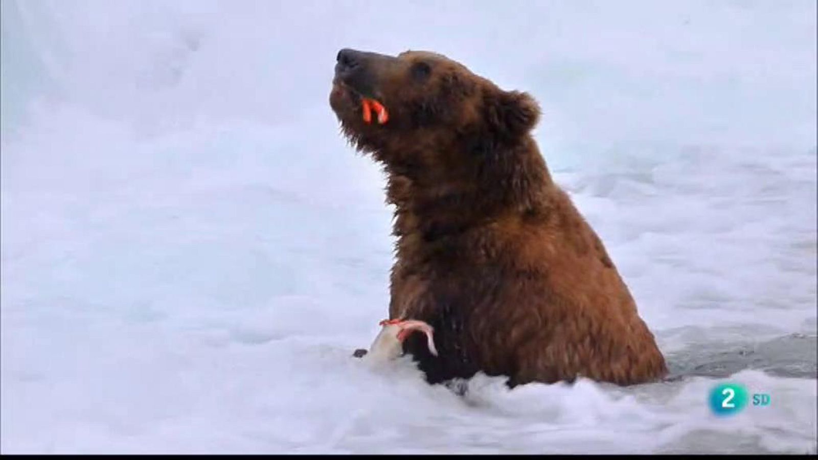 Grans Documentals - Guerrers de la natura