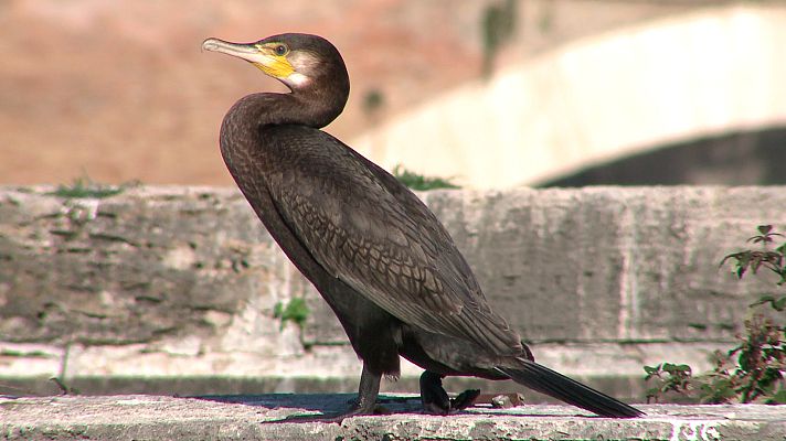Italia salvaje. Los grandes depredadores - Roma, ataque desde el aire