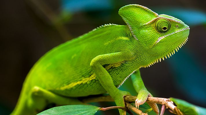 La carrera de la vida - Los reptiles