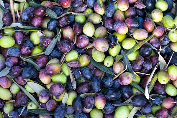 Aquí la Tierra - El aliño de aceitunas con más historia de Toledo