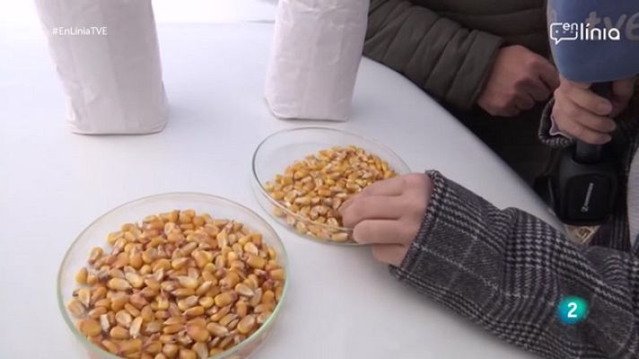 En Línia - Són dolents els transgènics per la salut?