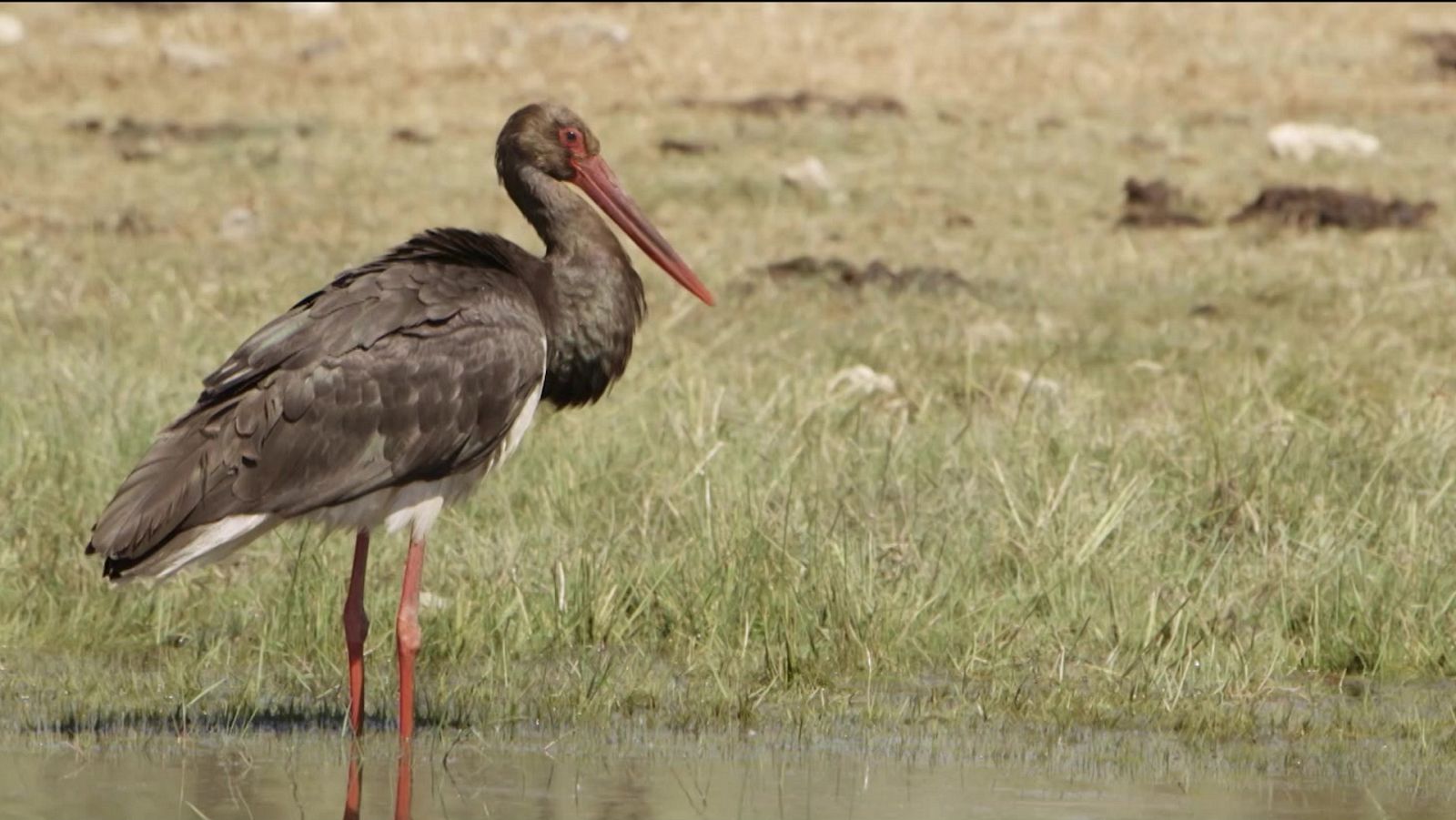Red Natura 2000 - Programa 24 - ver ahora