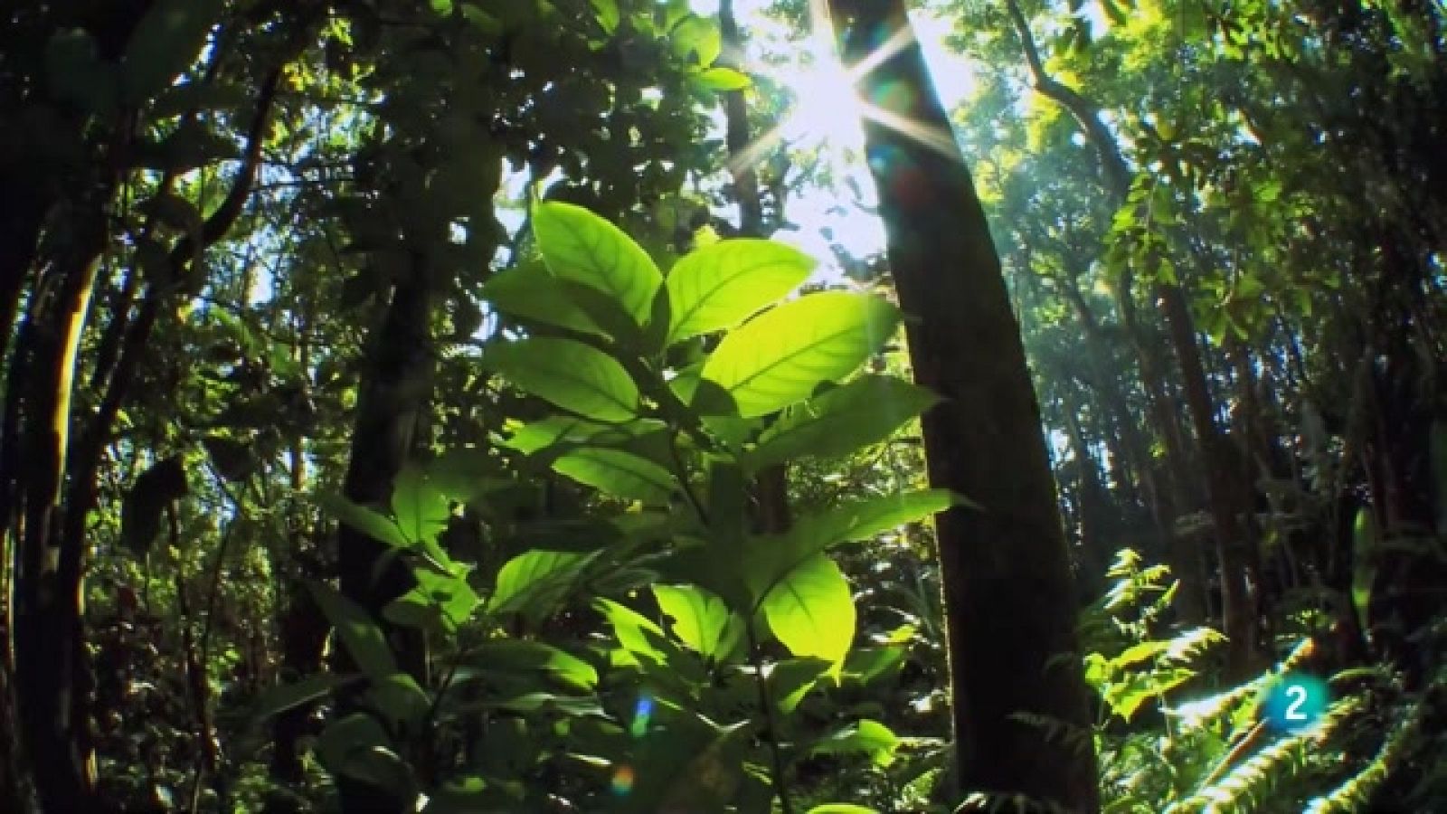 Grans documentals - Les aus primitives - Els rèptils