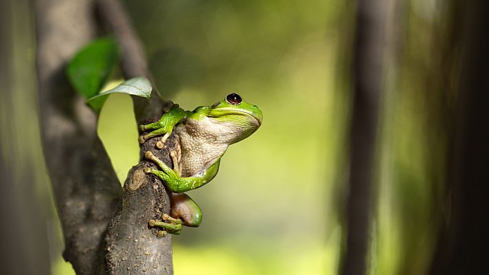 La carrera de la vida - Las defensas