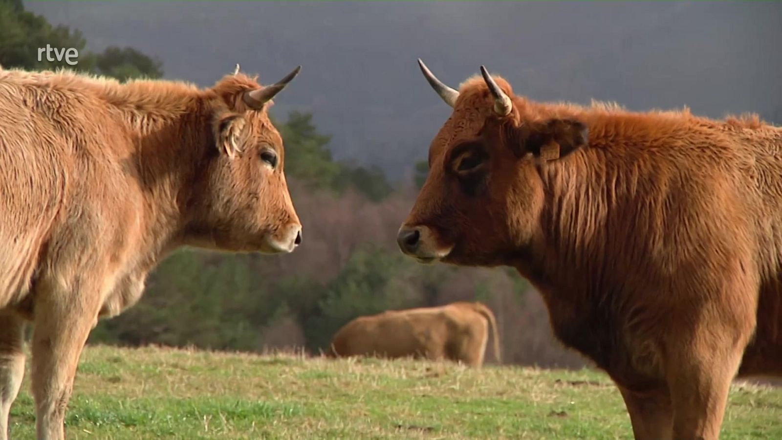 Aquí la Tierra - 27/01/21 - ver ahora