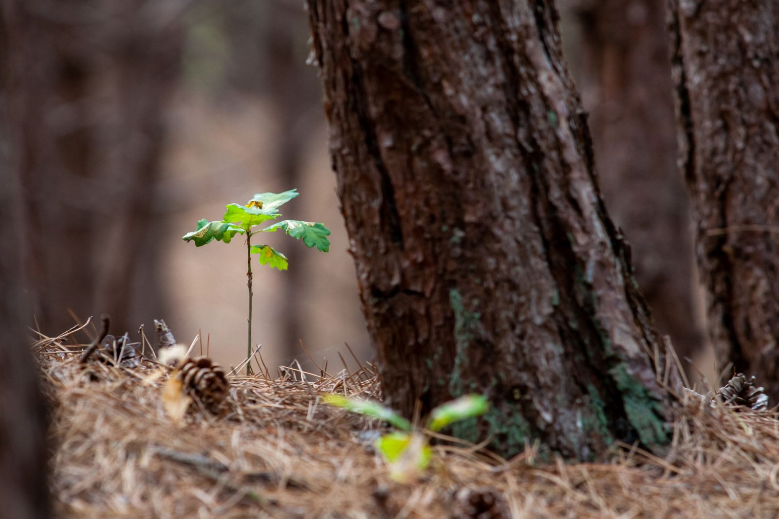 Aquí la Tierra - ¿Podemos plantar flora del bosque en nuestras casas?