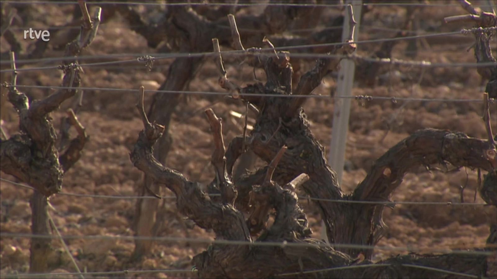 Agrosfera - 30/01/21 - ver ahora