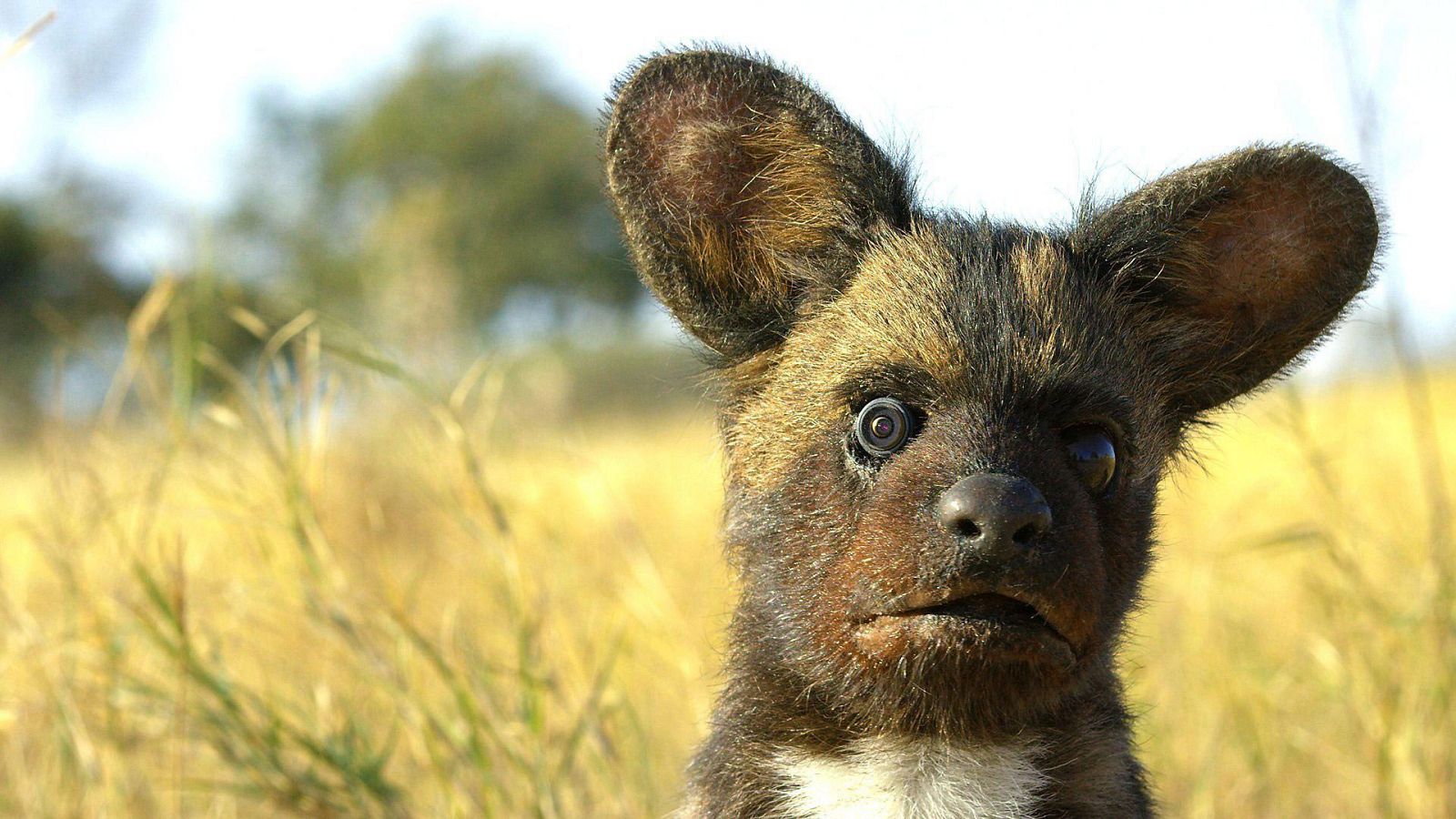 Espiando en la manada - Episodio 1: Amor - ver ahora