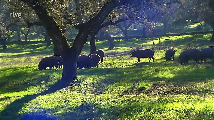 Zoom Tendencias - La Dehesa extremeña. Un paraíso cercano