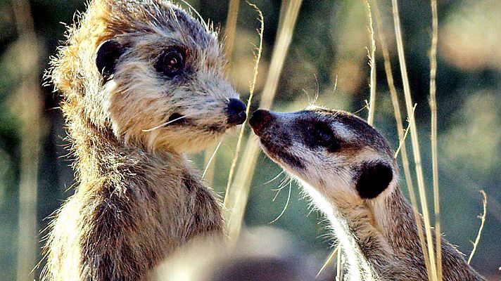 Grandes documentales - Espiando en la manada: Amistad