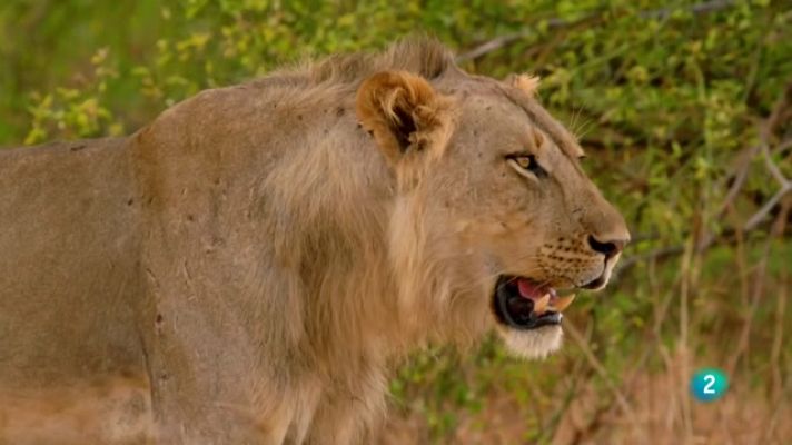 Especials en català - Atracció animal
